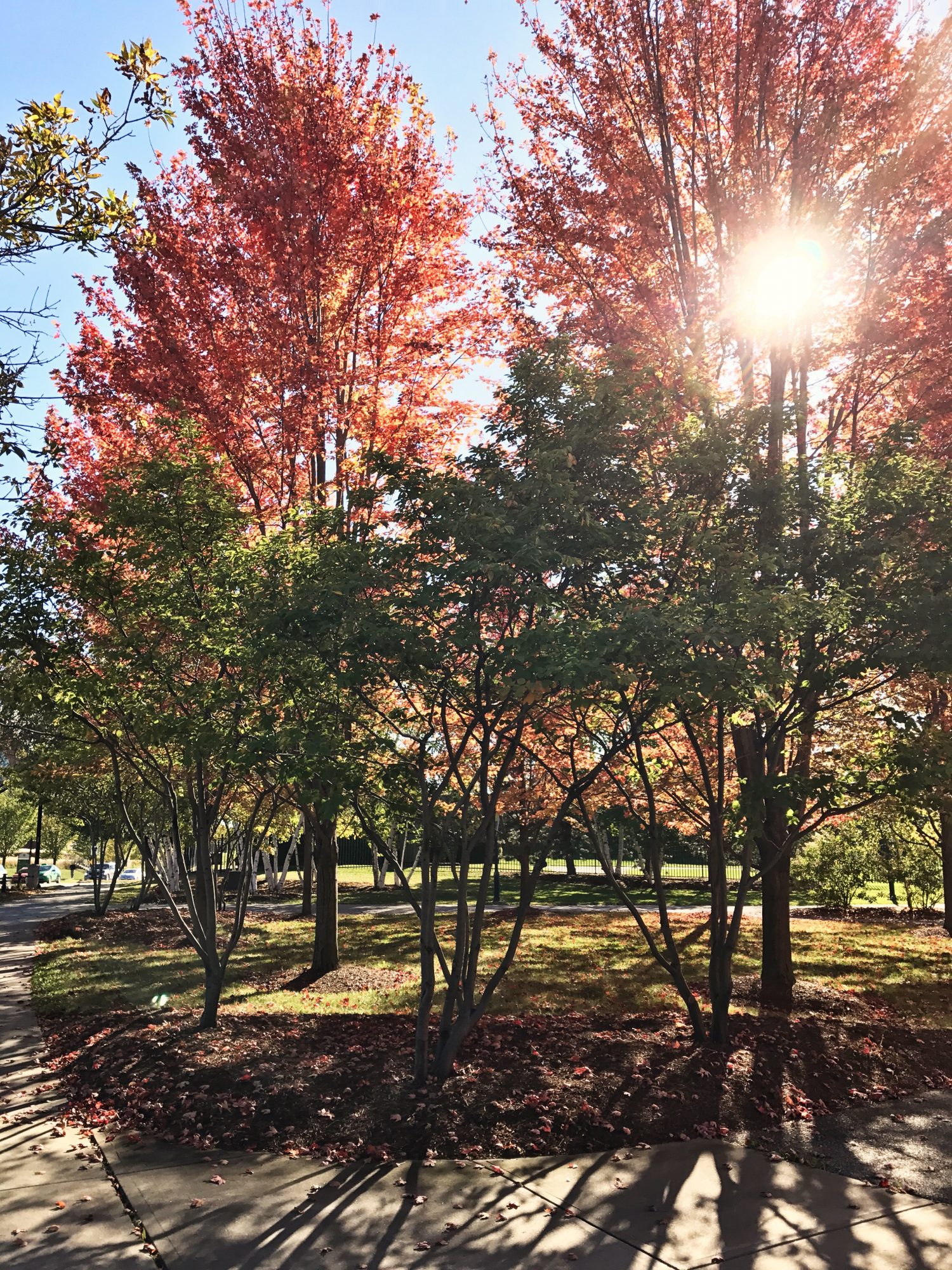 Burlington Vermont in the Fall  Southern Sophisticated by Naomi Trevino