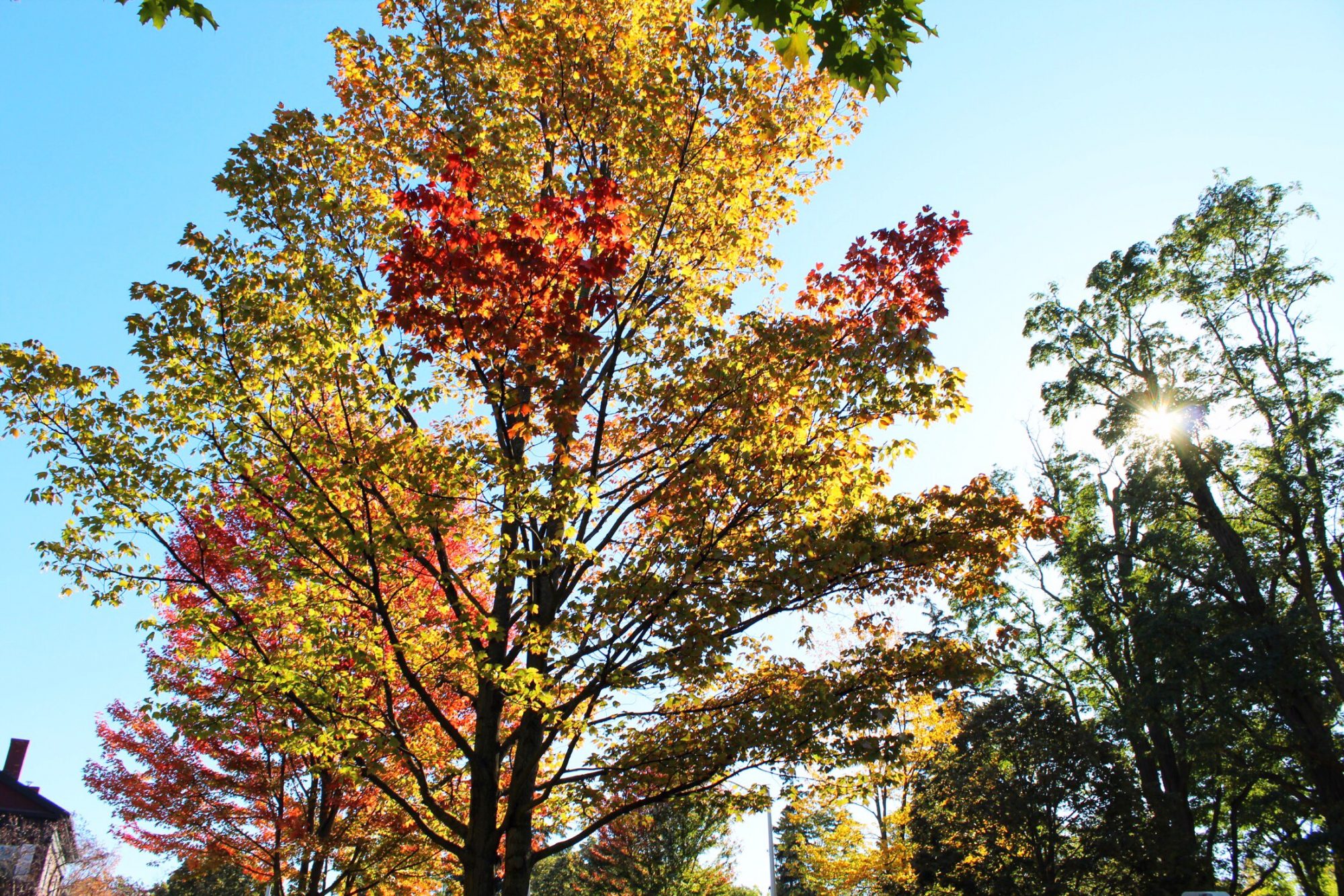 Burlington Vermont in Fall Foliage  Southern Sophisticated by Naomi